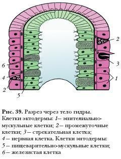 Что будет если зайти в кракен